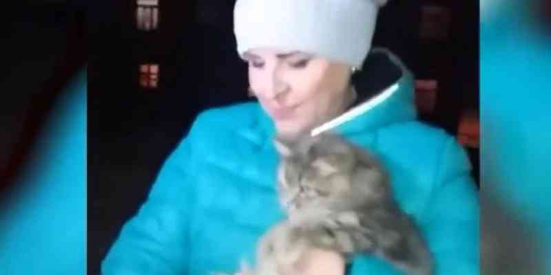 VÍDEO: Gatinho é resgatado depois de congelar suas patas e ficar preso ao chão