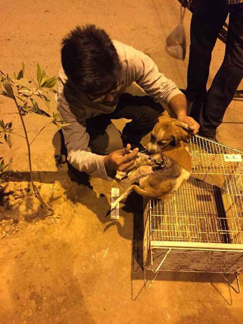 SOS‌ ‌Paquistão‌ ‌lançará‌ ‌aplicativo‌ ‌para‌ ‌regatar‌ ‌animais‌ ‌de‌ ‌rua‌ ‌em‌ ‌perigo‌ ‌