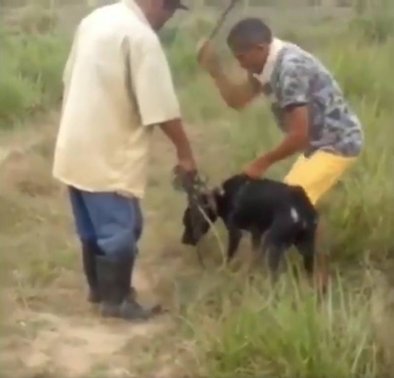 Homem que matou cachorro com ferramenta em Porto Calvo (AL) é preso e confessa crime; vídeo