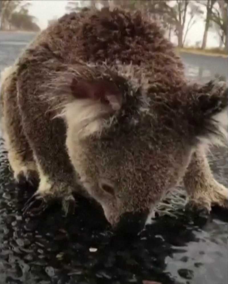 Com sede, coala lambe asfalto molhado na Austrália; VÍDEO