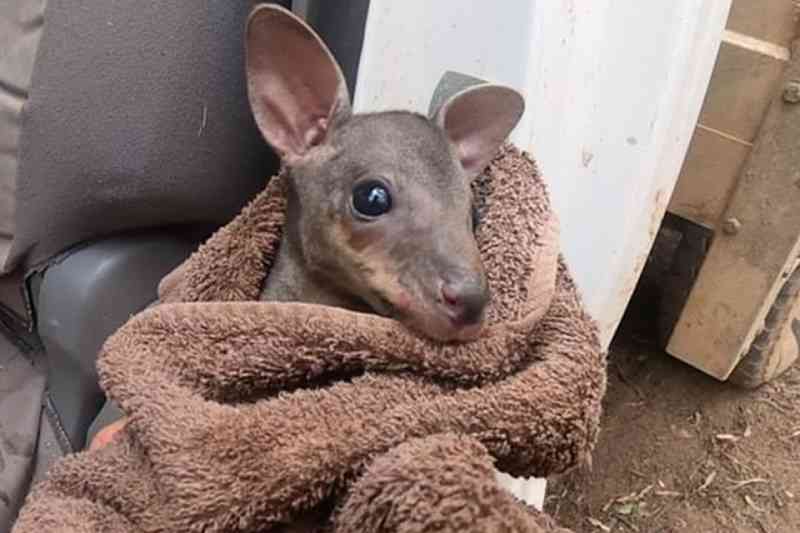 Filhote órfão de canguru viraliza após ser resgatado na Austrália