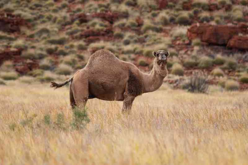 Mais de 10 mil camelos serão mortos na Austrália nesta semana