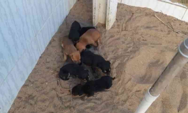 Animais abandonados são resgatados dentro de imóvel em Cruz das Almas, BA