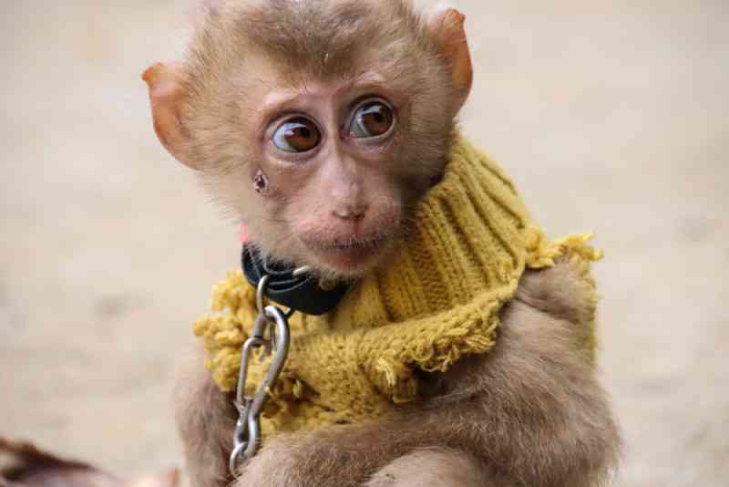 Filhotes de macaco são vendidos por US$ 4 em pontos turísticos populares de Bali