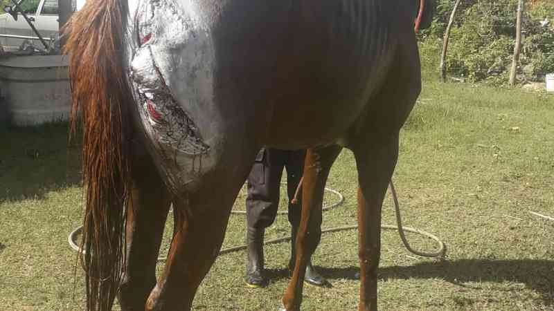 Associação resgata cavalo com corte profundo em Crato, CE; suspeita de maus-tratos