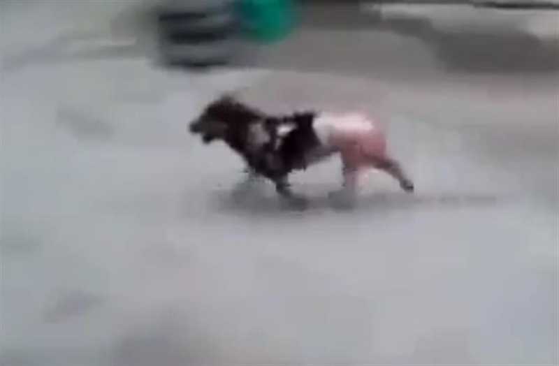 Cão escapa da panela onde estava a ser cozido vivo, na China; vídeo