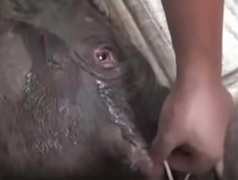 Bebê elefante chora por 5 horas após ser separado da mãe