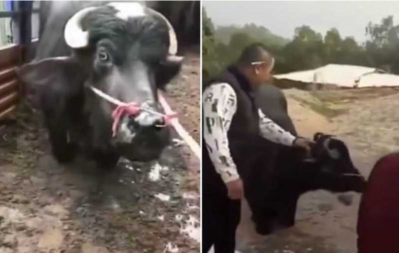 Vaca grávida ajoelha e chora para não ser morta em abatedouro; campanha salva animal
