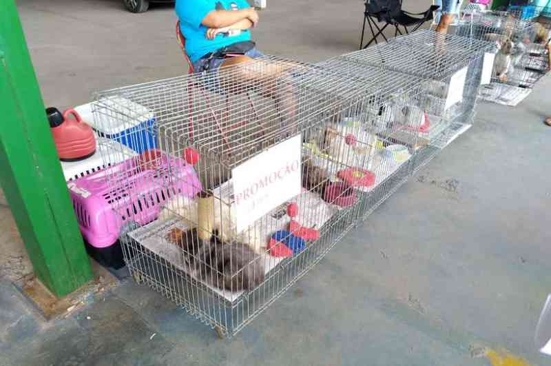 Justiça proíbe venda de animais domésticos em vias públicas do DF