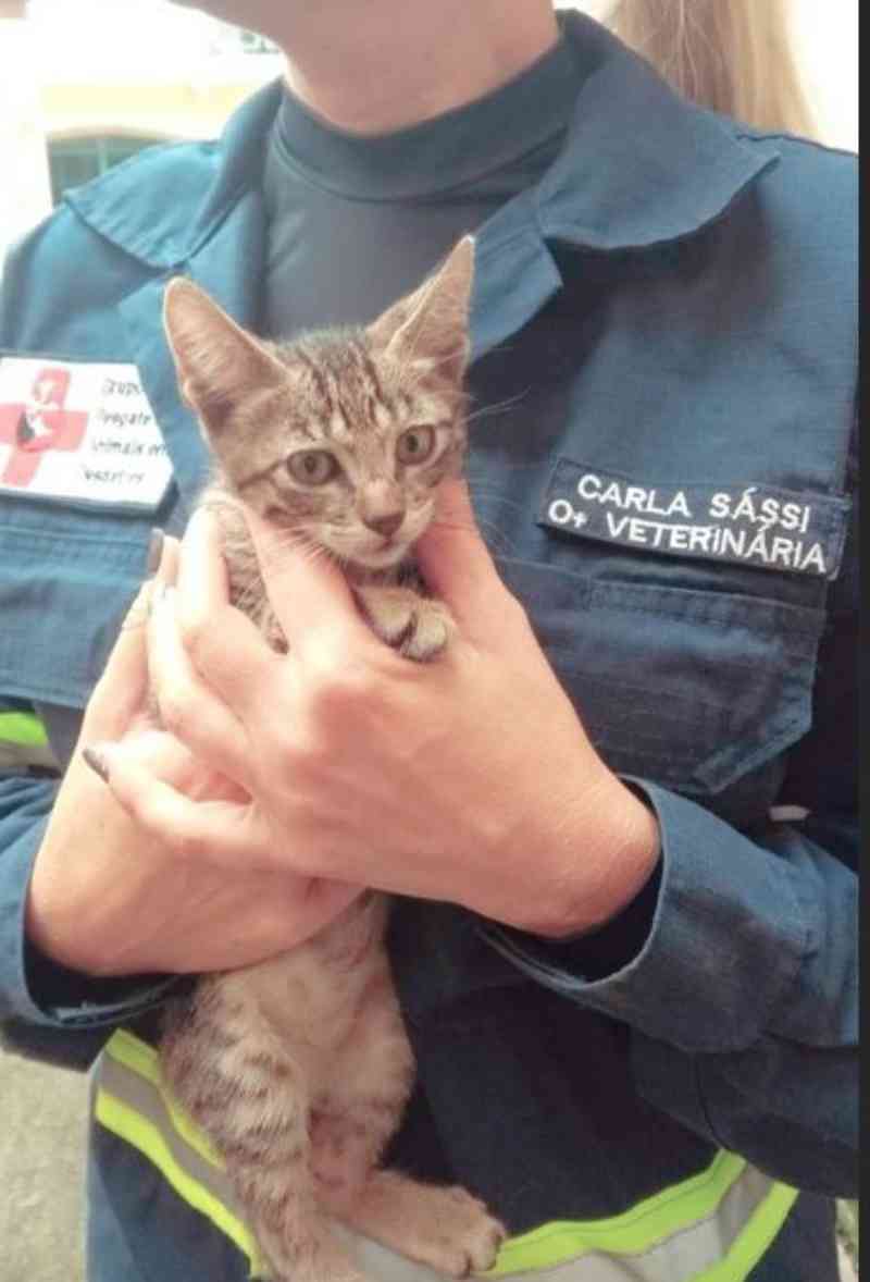 Voluntários pedem doações para animais resgatados após enxurrada em Iconha, ES