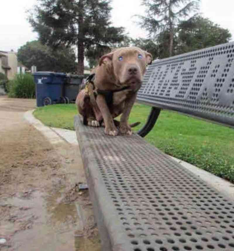 Cadela cega é abandonada num parque e fica completamente desorientada