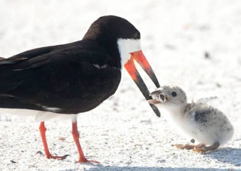 Foto de pássaro alimentando filhote com cigarro prova que a humanidade falhou