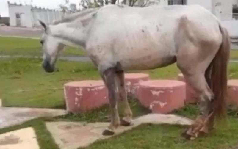 Cavalo é morto em praça de Aparecida de Goiânia, GO; vídeo