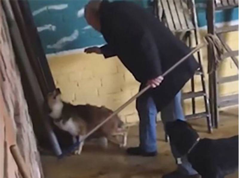 Atendente de hotel de cachorros é filmado dando socos e chutes nos animais; vídeo