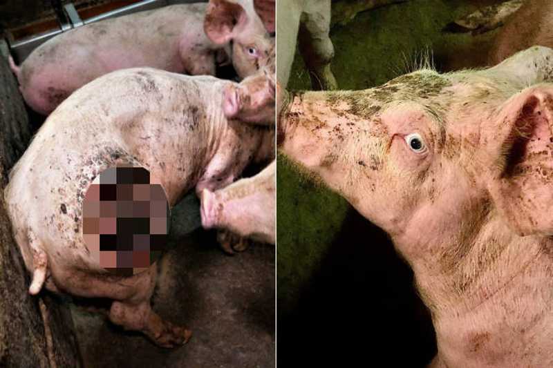Dezenas de porcos foram registrados canibalizados em uma fazenda classificada como de "alto bem-estar", na cidade de Ballymena, na Irlanda do Norte. As imagens chocantes foram reveladas pelo grupo de defesa dos direitos animais denominado Meat The Victims - Montagem/R7