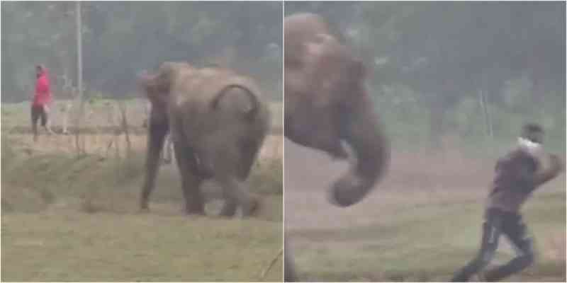 Vídeo: homem é perseguido por elefante após tentar tirar selfie com o animal