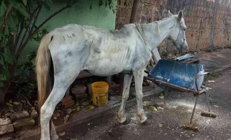 Égua com sinais de maus-tratos é resgatada em Uberaba, MG