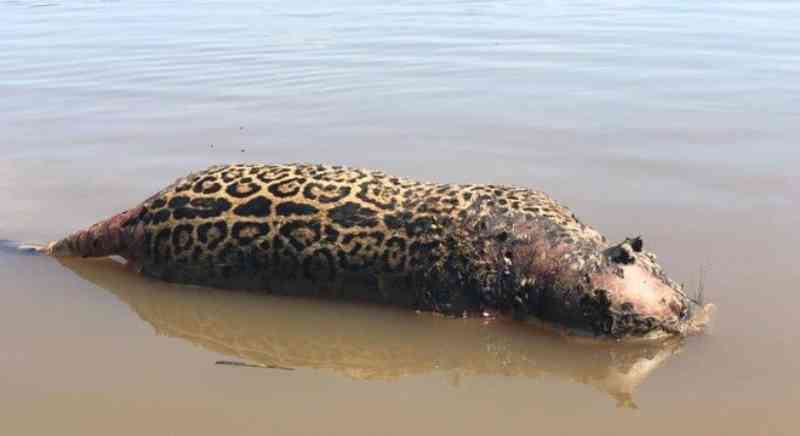 Onça pintada é encontrada morta com 7 tiros no Pantanal