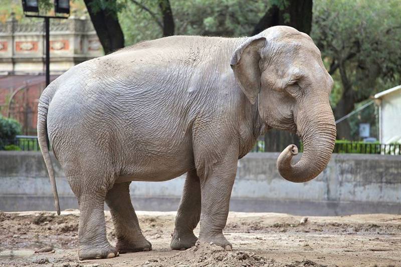 Santuário anuncia chegada de nova elefanta em Chapada dos Guimarães, MT