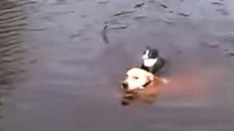 Cão pula no rio para salvar gato que estava se afogando; vídeo