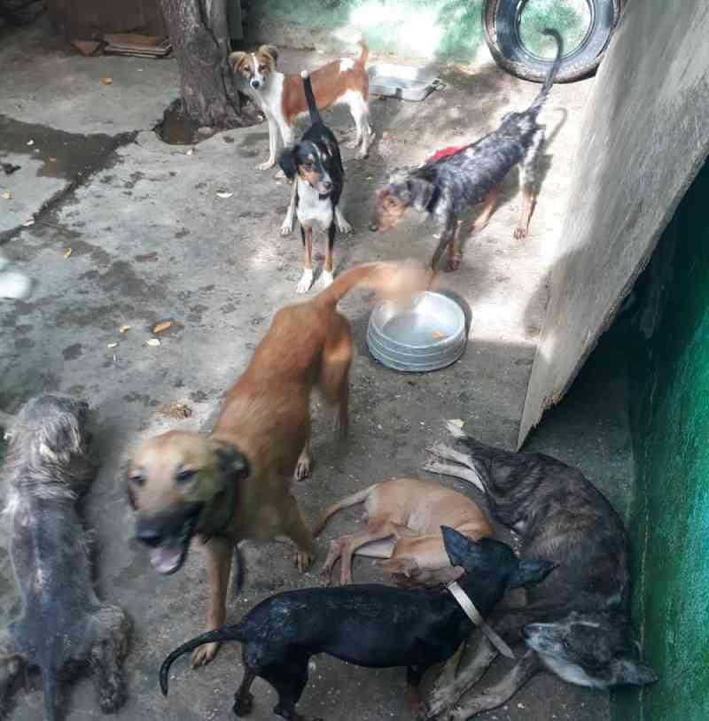 Polícia resgata animais por suspeita de maus-tratos em abrigo de Teresina (PI) e protetores pedem guarda