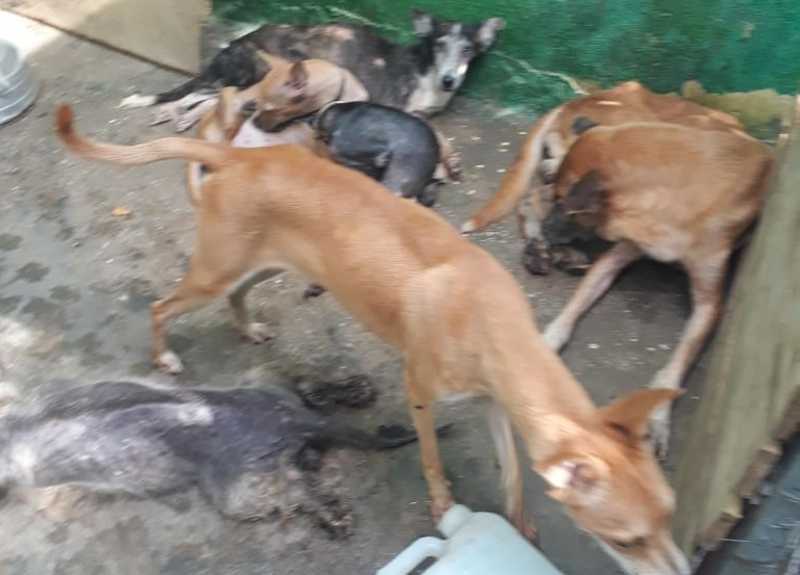 Polícia Civil resgata 23 animais em suposto abrigo clandestino em Teresina, PI