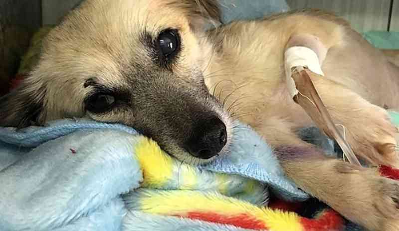 Cadela resgatada com suspeita de estupro não consegue andar e precisa de doações para tratamento