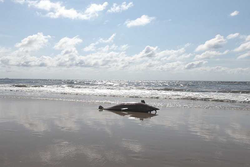 Boto-cinza encontrado no litoral paranaense tinha marcas de rede de pesca