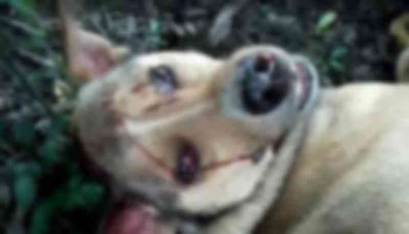 Cães com a boca amordaçada são mortos a golpe de faca em Ponta Grossa, PR; autor do crime foi preso