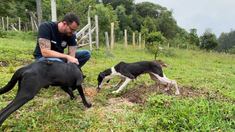 Após denúncia, 15 cachorros em situação de maus-tratos são resgatados em Agudos do Sul, PR