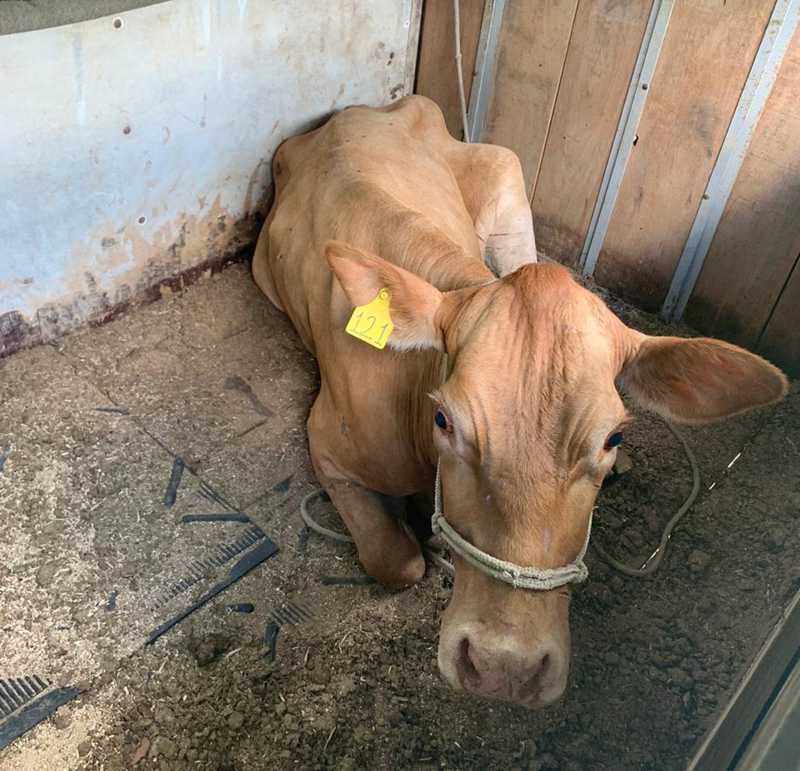 Vaca foi adotada por família proprietária de farmácia invadida pelo animal, em Colombo — Foto: Divulgação/Farmácia Unipreço