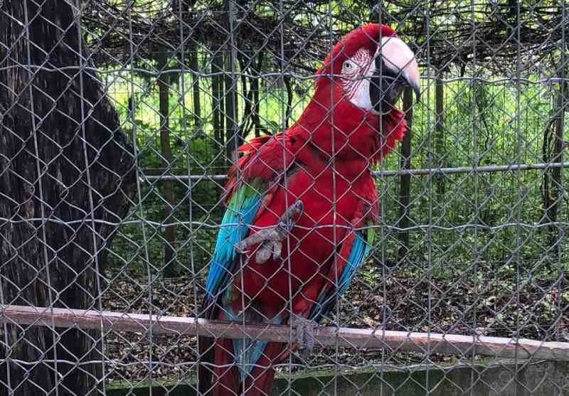 Patrulha Ambiental apreende 9 animais silvestres abandonados no Recreio dos Bandeirantes, no Rio