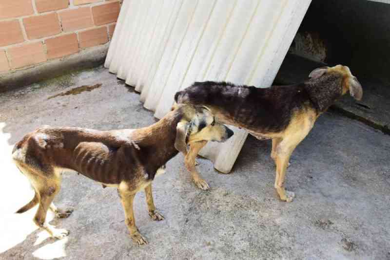 Cachorros que viviam em situação de maus-tratos são resgatados em Resende, RJ