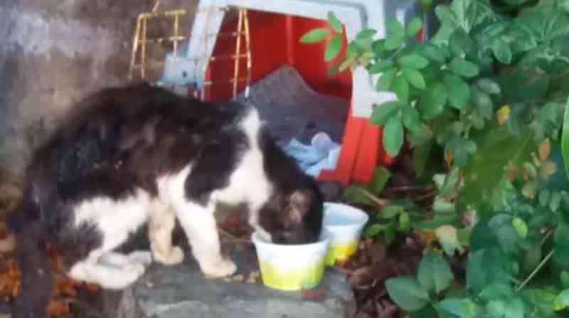 Gato com olho perfurado é abandonado na rua e homem pede ajuda para recolhimento do animal