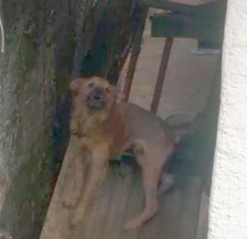 Denúncia revela maus-tratos contra cão em residência no Duarte da Silveira, em Petrópolis, RJ