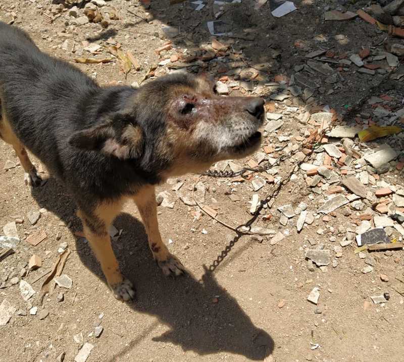 Cachorros são resgatados em Rio das Ostras (RJ) após denúncias de maus-tratos ao Linha Verde