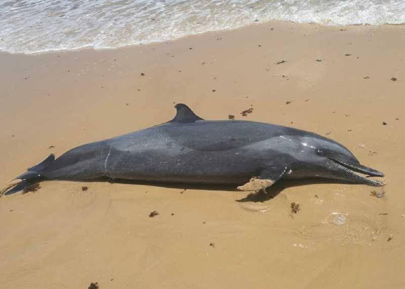 Golfinho de 2 metros é encontrado morto na Praia de Tabatinga, RN