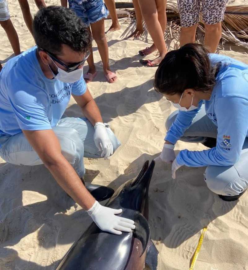 Projeto Cetáceos foi acionado. Golfinho foi encontrado morto em Tabatinga — Foto: Projeto Cetáceos/UERN
