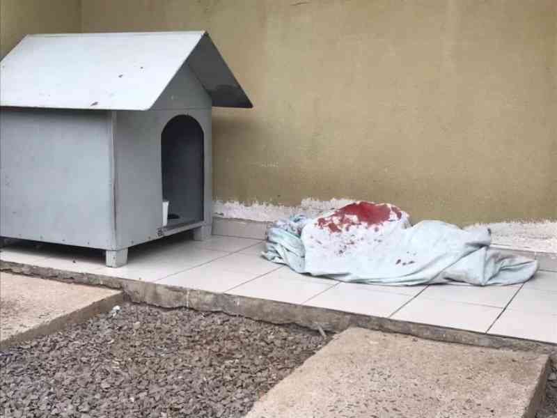 Cachorrinha é morta por atirador em Caxias do Sul, RS