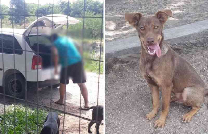 Homem enfrenta funcionários e abandona cão na ONG ARCA, em Camaquã, RS