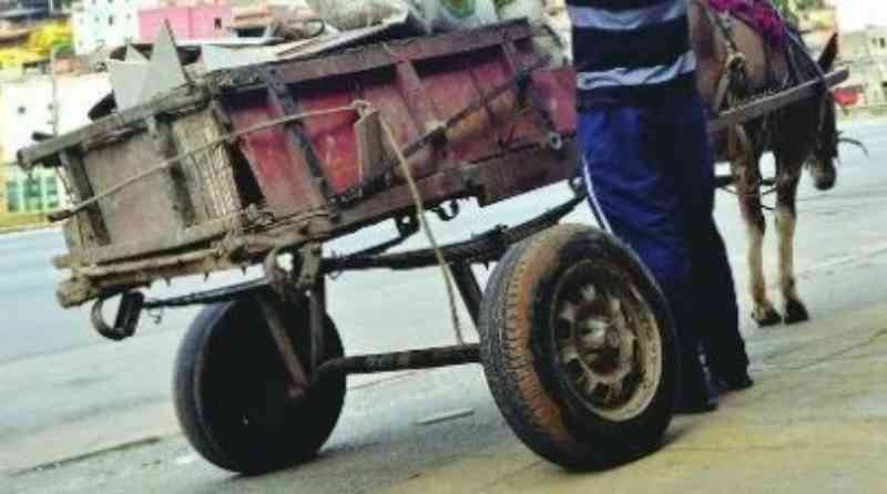 Homem é preso após cavalo com carroça de entulhos cair no asfalto em Ivoti, RS