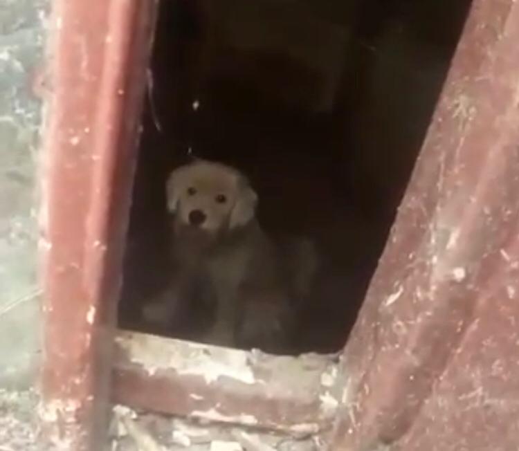 Cães vivem em situação de maus-tratos em residência abandonada no Jardim das Hortênsias, em Caxias do Sul, RS