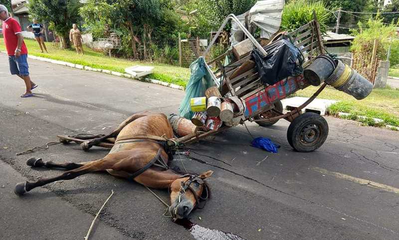 Vídeo mostra cavalo puxando metade de carro como se fosse carroça