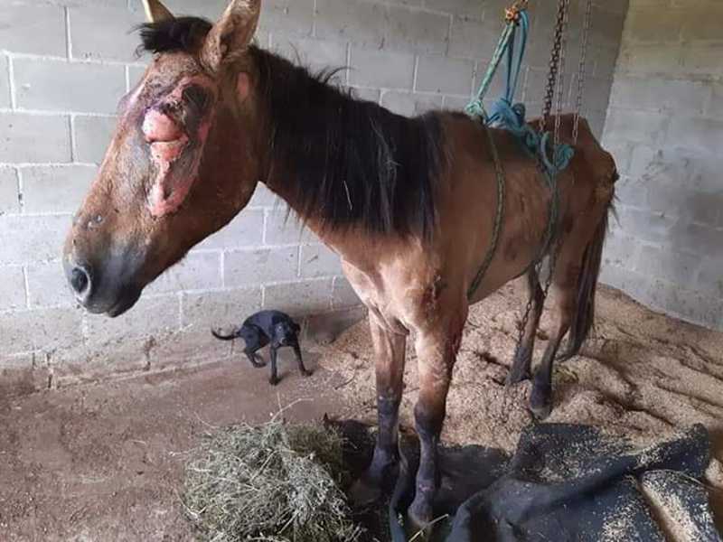 Morre égua com queimaduras resgatada pelo Canil de Gravataí, RS
