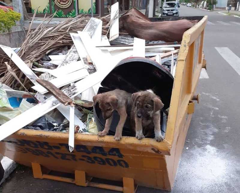 Filhotes de cachorro são abandonados em caçamba de lixo em São Leopoldo, RS; veja vídeo