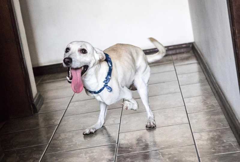 Cachorro com deficiência abandonado em São Leopoldo (RS) tem 20 interessados na adoção