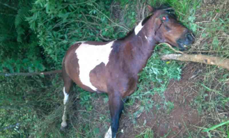 Cavalo é encontrado morto com marcas de tiro e caso vai parar na Delegacia em Irani, SC