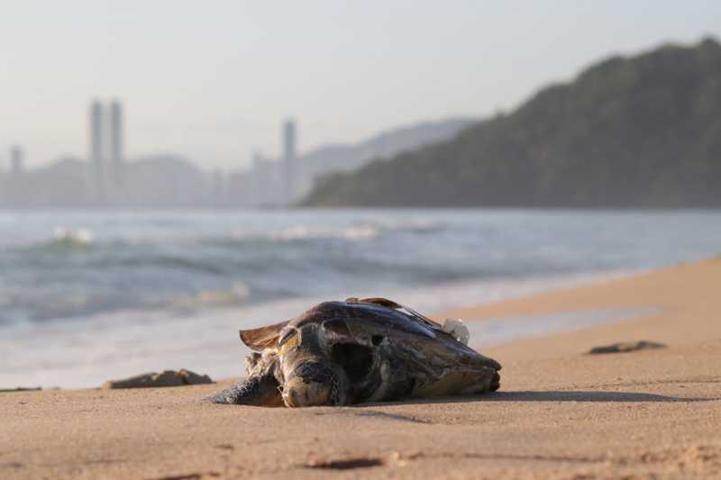 Tartaruga-verde é encontrada morta em praia de Itajaí, SC