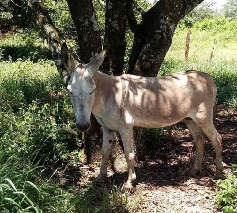 ONG arrecada R$ 1,3 mil com campanha na web e compra burro que foi arrastado por carro