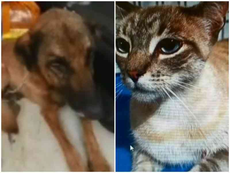 Laudo aponta que cadela e gata achadas abandonadas em casa sofreram maus-tratos, em Itapetininga, SP